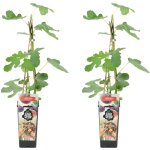 2x ficus carica 'brown turkey' - figuier - arbres fruitiers - plantes de jardin - rsistant  l'hiver ...