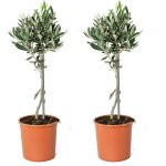 Lot de 2 - olea europaea - olivier sur tige - plantes de jardin - rsistant au gel - 30 - 40 cm de haut ...