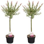 Bloomique - lot de 2 - salix integra 'flamingo' - saule panaché - plantes de jardin - rustiques - 60 ... Bloomique - lot de 2 - salix integra 'flamingo' - saule panaché - plantes de jardin - rustiques - 60 ...