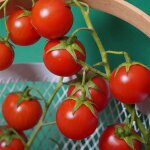 3 plants tomate cerise super sweet 100 f1 en motte