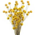 30 tiges craspedia fleur sechees naturel bouquet fleurs de craspedia s�ch�es jaune billy button balles ...