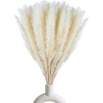 30pcs herbe de la pampa sechees decoration, fleurs s�ch�es naturelles 45cm blanche, pour d�coration de ...