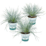 Bloomique - lot de 3 - festuca glauca compacta blue - ftuque bleue - herbe ornementale - plantes de ...