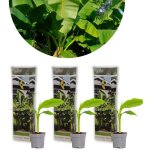 Bloomique - lot de 3 - musa basjoo ? bananier rustique ? plantes de jardin ? rustique ? 20 - 30 cm de ...