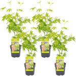 Bloomique - lot de 4 - acer palmatum 'going green' - Érable du japon - feuillage vert - résistant au ... Bloomique - lot de 4 - acer palmatum 'going green' - Érable du japon - feuillage vert - résistant au ...