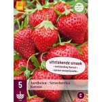 5 racines de fraisiers korona rouge