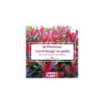 50 x photinia carr rouge en godet