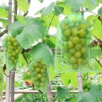 50 pices sac de protection de raisins, 30x20cm, sacs organza , sac protection fruits, filet contre les ...