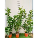 Vivaio garden forest - 50 plantes de laurier fantaisie laurocesasus laurocerasus h 120 / 130cm haies ... Vivaio garden forest - 50 plantes de laurier fantaisie laurocesasus laurocerasus h 120 / 130cm haies ...