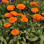 500 graines de calendula ? pacific beauty mix, fleurs ornementales, massifs, bordures et balcon