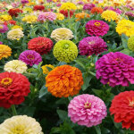 500 graines de zinnia m�lange ? graines de fleurs color�es, massifs, bordures et balcon fleuri