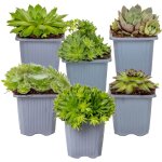 Lot de 6 - sempervivum mix - joubarbe - plantes de jardin - r�sistante au gel - couvre - sol - hauteur ...