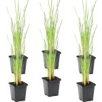 Bloomique - lot de 6 - typha latifolia - grand massette - cigare des marais - plantes de bassin - r�sistante ...