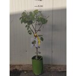 Vivaio garden forest ? abricotier nain ? arbre fruitier 150 / 180 cm ? exposition ensoleill�e ? feuillage ...