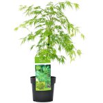 Bloomique - acer palmatum dissectum - Érable du japon - feuillage vert - résistant au froid - 50 - 70 ... Bloomique - acer palmatum dissectum - Érable du japon - feuillage vert - résistant au froid - 50 - 70 ...