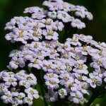 Achill�e millefeuille lilac beauty / godet