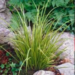 Acorus ogon - acore nain - plantes de bassin - rsistante au gel - 10 - 20 cm de haut - pot 9 cm - bloomique ...