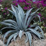 Agave d'amérique americana / pot de 4l Agave d'amérique americana / pot de 4l