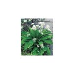 Ail des ours - le godet - plantation