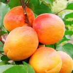 Vivaio garden forest - albicococco san castrese (prunus armeniaca) - arbre fruitier photo royal Vivaio garden forest - albicococco san castrese (prunus armeniaca) - arbre fruitier photo royal