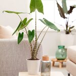 Alocasia zebrina plante, oreille d'�l�phant, photo r�elle plantes d'int�rieur h 70 / 80cm