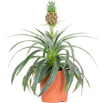 Bloomique - ananas mi amigo - plante ananas - plante anti - ronflement - plante d'intrieur - sans danger ...