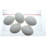 5 ?ufs artificiel en plastique pour oiseaux calopsitte , inséparables, agapornis animallparadise 5 ?ufs artificiel en plastique pour oiseaux calopsitte , inséparables, agapornis animallparadise