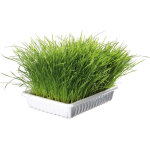 Herbe  chat tendre 100 g en barquette animallparadise