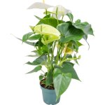 Anthurium - plante flamant rose - blanc - plante d'int�rieur - d�polluante - 30 - 40 cm de haut - pot ...