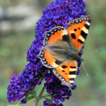 Arbre aux papillons davidii buzz? hit violet / pot de 3l