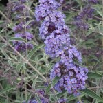Arbre aux papillons davidii nanho blue / pot de 4l - bleue