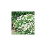 Aubrietas plante vivace - blanc 3 godets