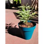 Jardini�re ronde 60 cm ? plastique bleu trait� anti - uv ? capacit� 83 litres ? non perc�e pour int�rieur ...