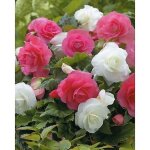 Begonia double a grosses fleurs - 6 bulbes - grandes fleurs