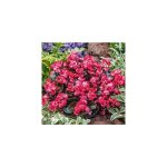 Begonias doubles - rouge filet de 3 bulbes - bulbe