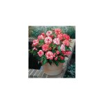 Begonias a fleurs de camelia - 3 b - fleurs marbr�es