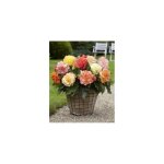 Begonia samba - 3 bulbes - robuste & florif�re