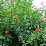 Bignone du cap / pot de 3l