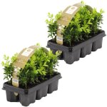 Bloomique - lot de 12 - buxus sempervirens - pour haie de 1 mtre - buis de haie - buis - plantes de ...