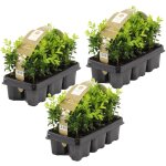 Bloomique - lot de 18 - buxus sempervirens - pour haie de 1, 5 mtre - buis de haie - buis - plantes ...