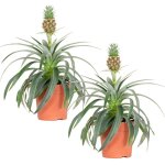Bloomique - lot de 2 - ananas mi amigo - plante ananas - plante anti - ronflement - plante d'int�rieur ...