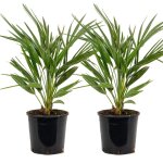 Bloomique - lot de 2 - chamaerops humilis - palmier nain européen - palmier rustique - plantes de jardin ... Bloomique - lot de 2 - chamaerops humilis - palmier nain européen - palmier rustique - plantes de jardin ...