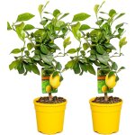 Bloomique - lot de 2 - citrus limon - citronnier - agrume - arbre fruitier - plantes de jardin - 50 - ... Bloomique - lot de 2 - citrus limon - citronnier - agrume - arbre fruitier - plantes de jardin - 50 - ...