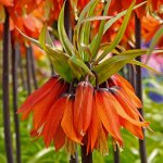 Bloomique - lot de 2 - fritillaria orange beauty - couronne imp�riale - orange - bulbes � fleurs - floraison ...