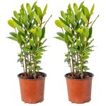 Bloomique - lot de 2 - laurus nobilis - laurier vrai - plante de laurier - plantes de jardin - rsistante ...