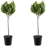 Bloomique ? lot de 2 ? laurus nobilis ? laurier sur tige ? plantes de jardin ? rustique ? 80 - 100 cm ...