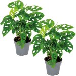 Bloomique - lot de 2 - monstera adansonii - monkey leaf - plante grimpante - d�polluante - 20 - 30 cm ...