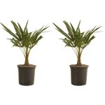Bloomique - lot de 2 ? trachycarpus fortunei ? palmier chanvre ? plantes de jardin ? rustique ? 50 - ... Bloomique - lot de 2 ? trachycarpus fortunei ? palmier chanvre ? plantes de jardin ? rustique ? 50 - ...