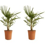 Bloomique - lot de 2 ? trachycarpus fortunei ? palmier chanvre ? plantes de jardin ? rustique ? 60 - ... Bloomique - lot de 2 ? trachycarpus fortunei ? palmier chanvre ? plantes de jardin ? rustique ? 60 - ...