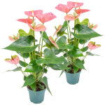 Lot de 2 - anthurium - plante flamant rose - rose - plante d'int�rieur - d�polluante - 30 - 40 cm de ...